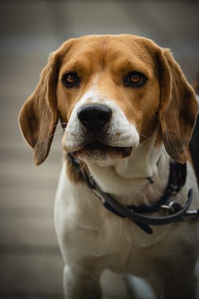 Que faut-il savoir du Mutuelle pour chien ?